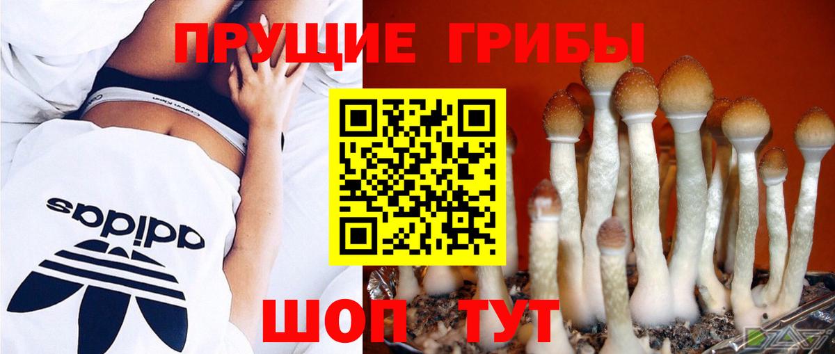 Псилоцибиновые грибы Psilocybe Кудымкар
